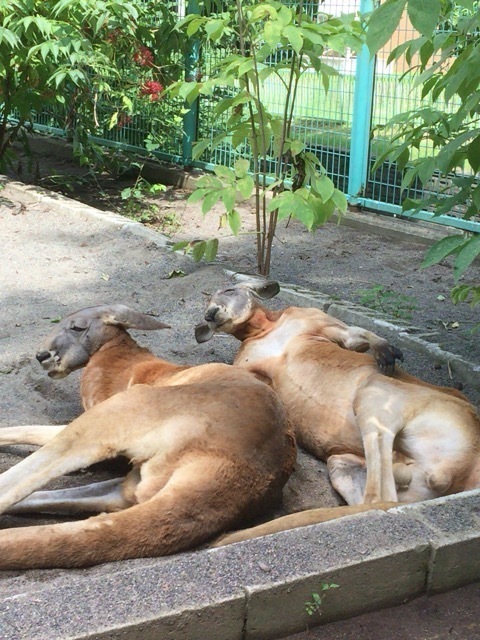 20150809_040439000_iOS.jpg
