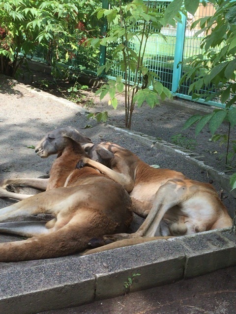 20150809_040641000_iOS.jpg