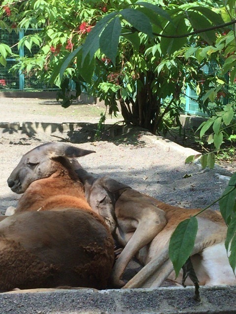 20150809_041042000_iOS.jpg
